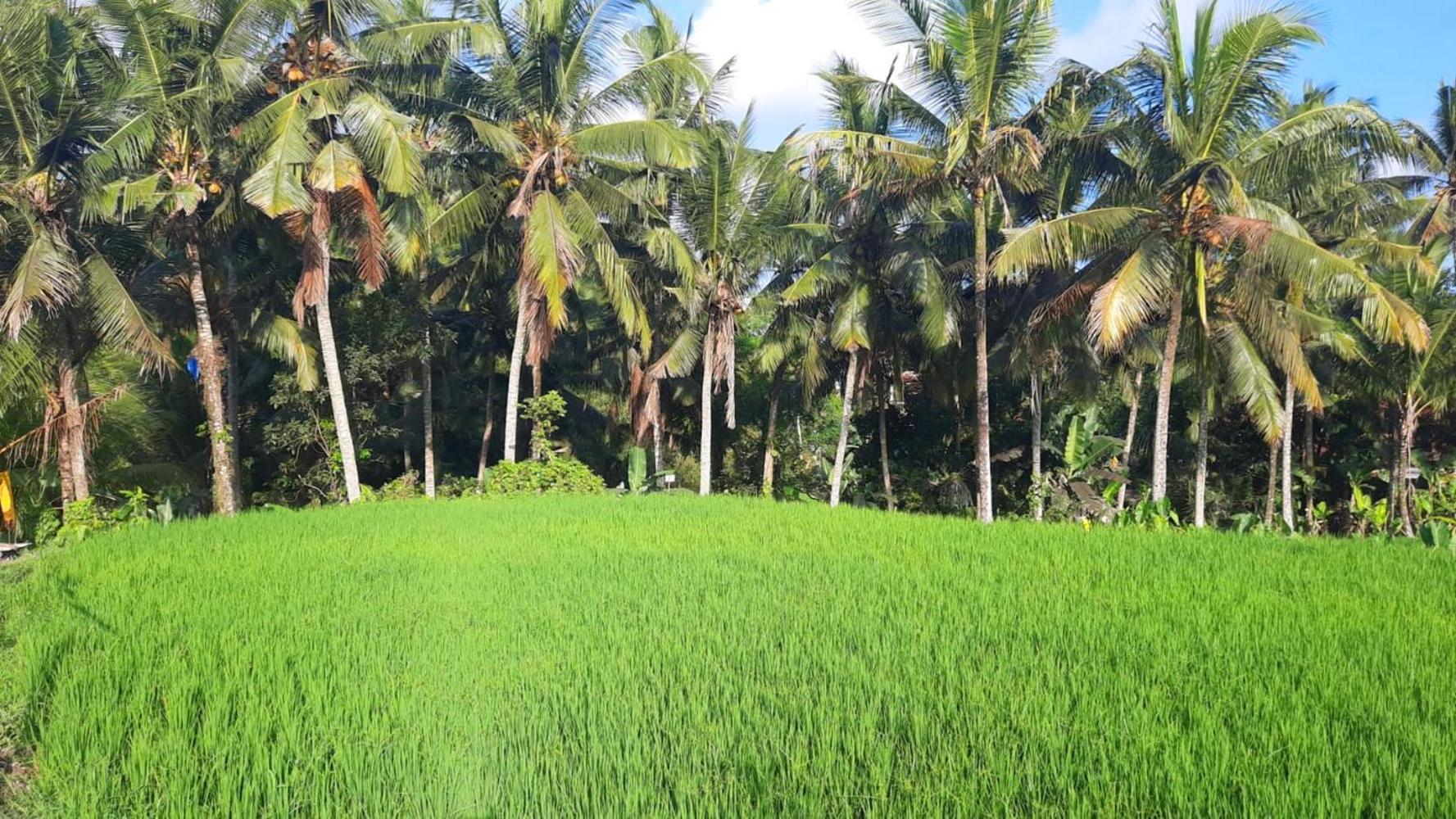 As I Am Ubud Retreat Εξωτερικό φωτογραφία